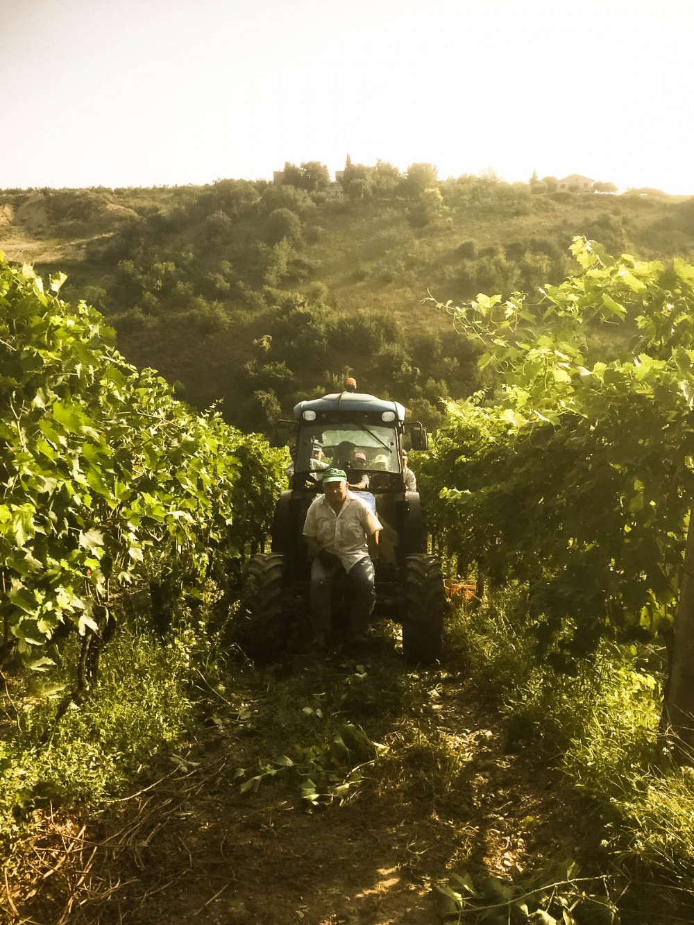 Vendemmia 2019