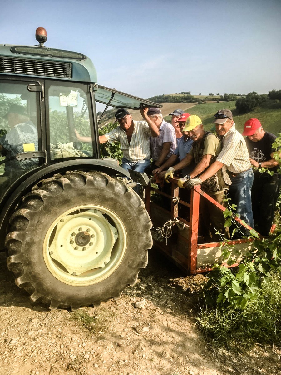 Vendemmia 2019