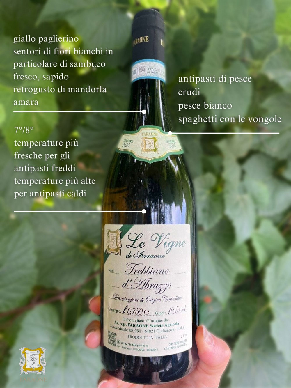 TREBBIANO D'ABRUZZO DOC