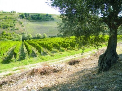 Durante la vendemmia