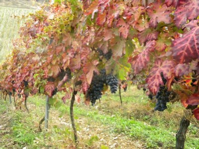 Montepulciano 