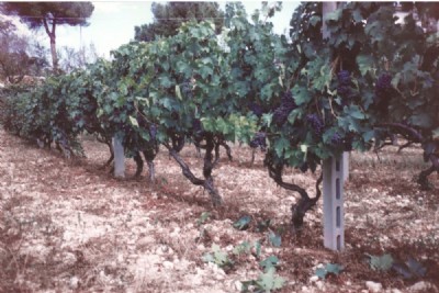 Vecchio vigneto ad alberello del 1945-1950 trasformato a spalliera negli anni '60