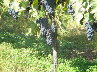 Sangiovese